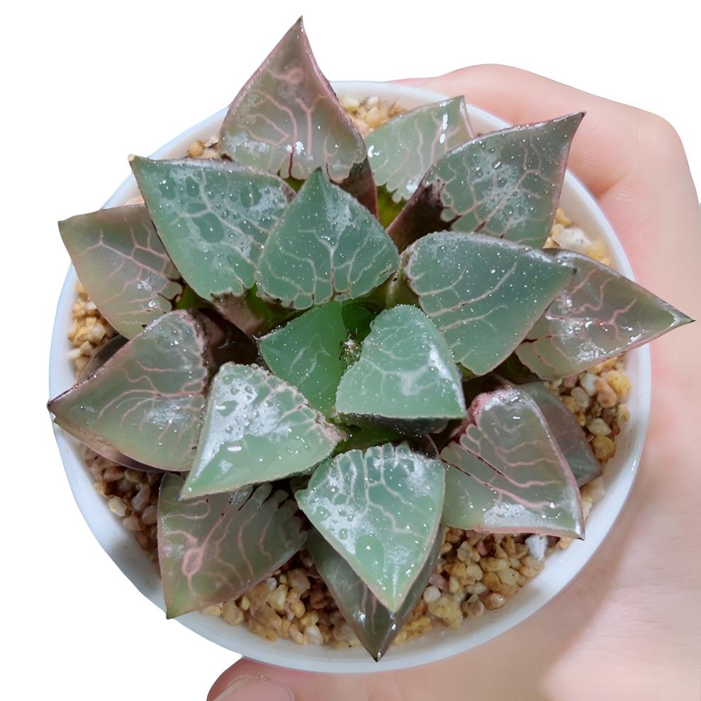 母本火凤凰【满16包邮】精品十二卷多肉