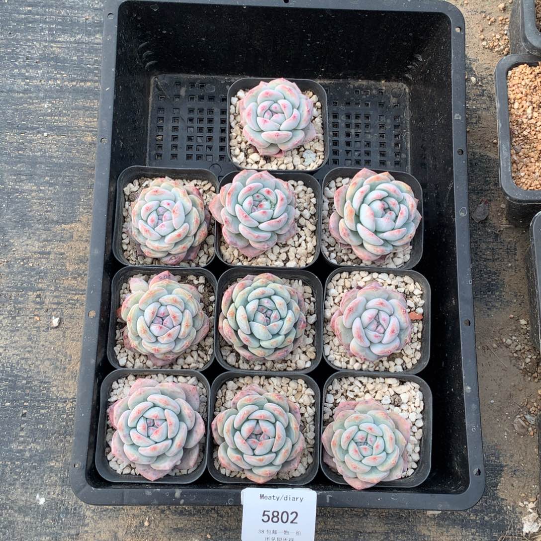 5802星影4厘米左右10颗脱土发