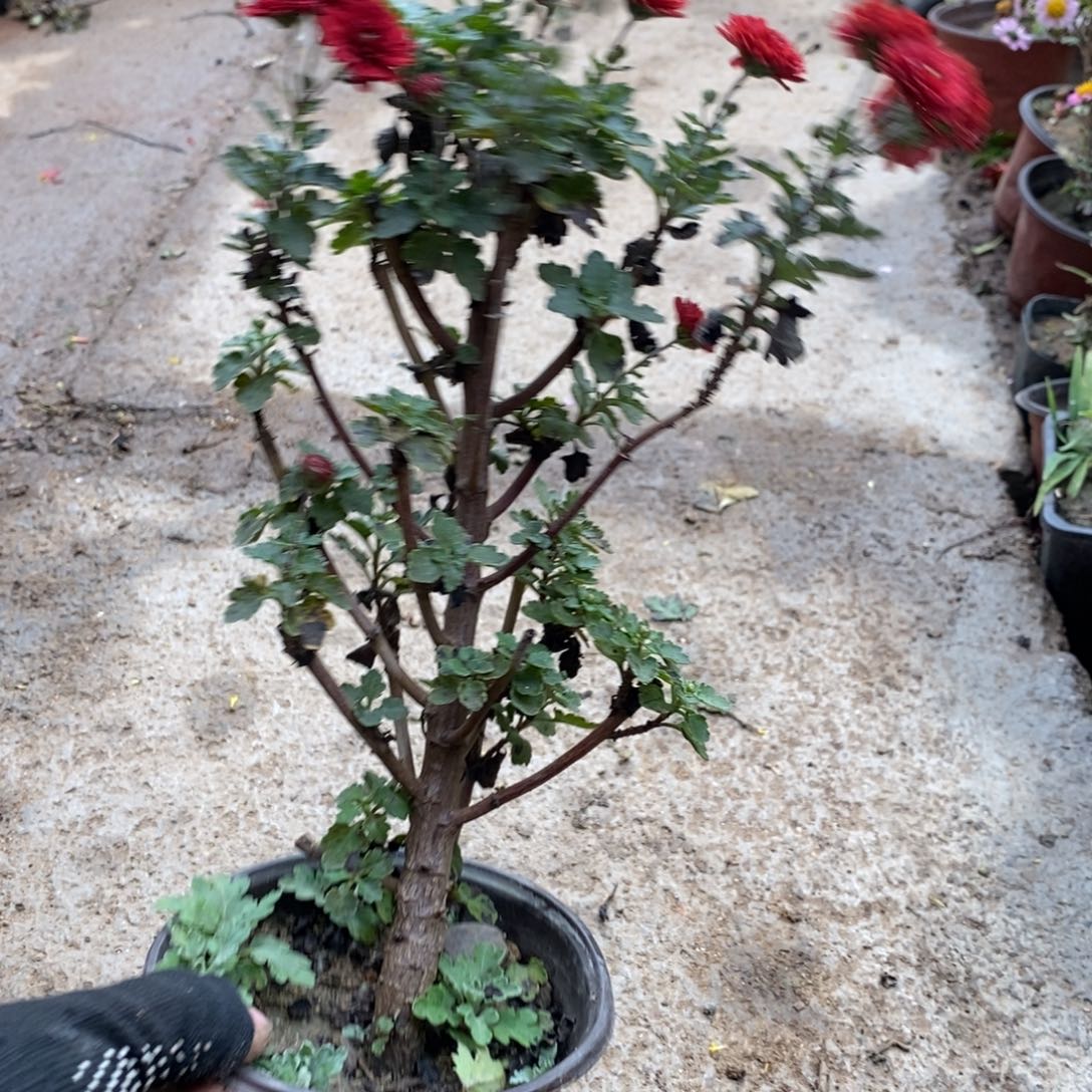 萍***逢无花朵盆景盆景盆景