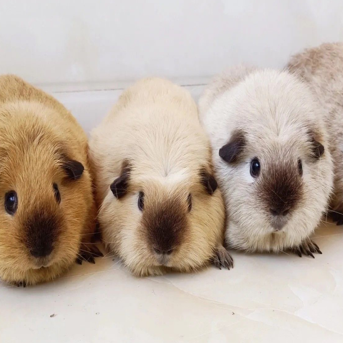 荷兰猪豚鼠小宠物自家繁殖喂养家庭喂养加州美泰豚鼠荷兰猪