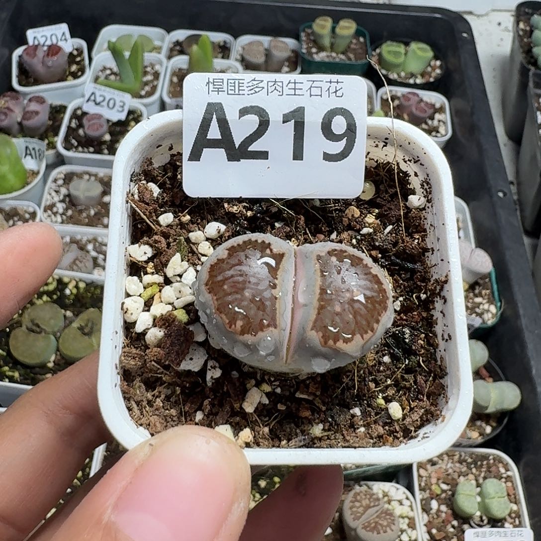 219多肉植物多肉植物