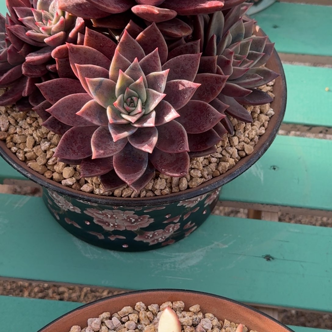 牡***丹红糖卡精品老桩多肉