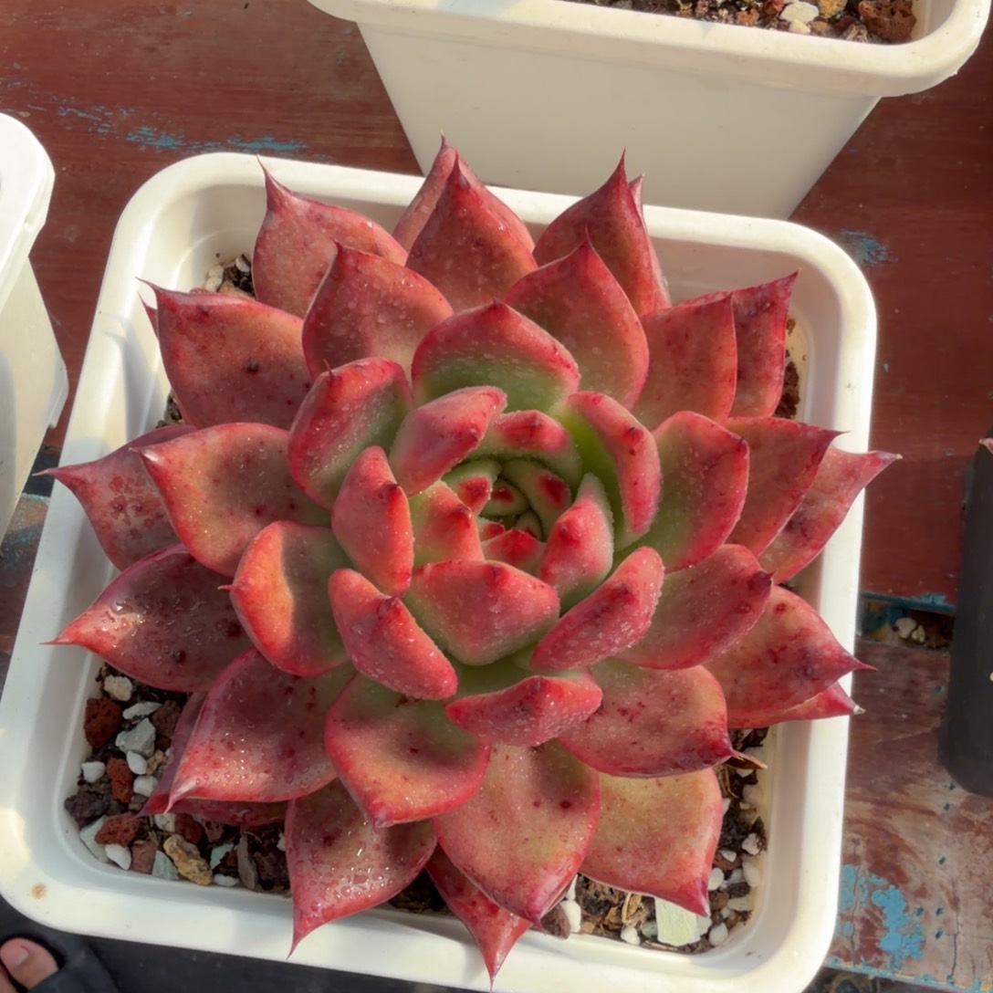 多肉植物一物一拍
