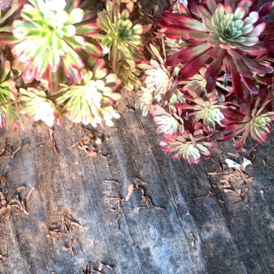 单**爸多肉植物组合468