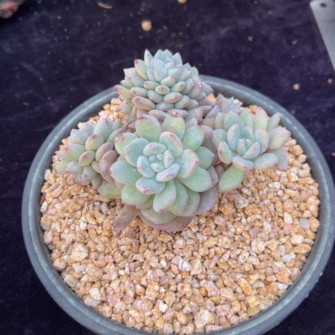 新年快乐 新年快乐