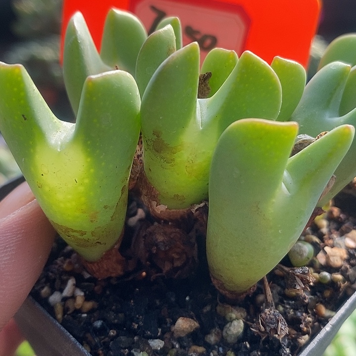 你有钱没了嘛现在是7050