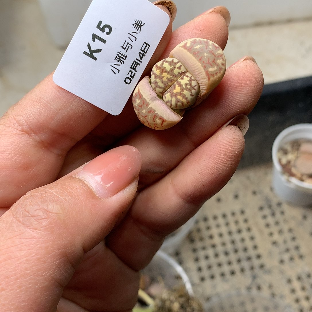 K15多肉植物保护