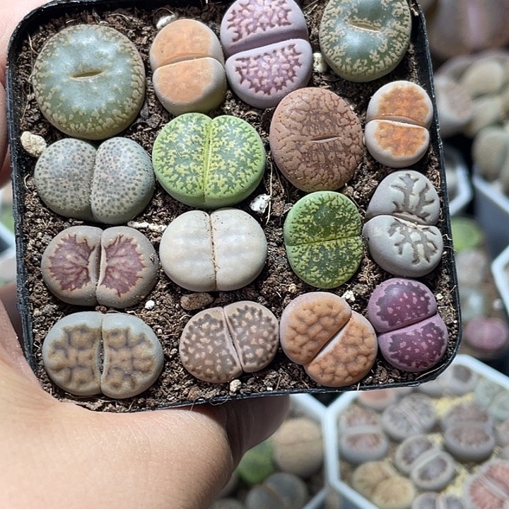 完全开放生石花黑盒16颗