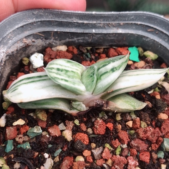 奶油白锦蜗牛蜗牛