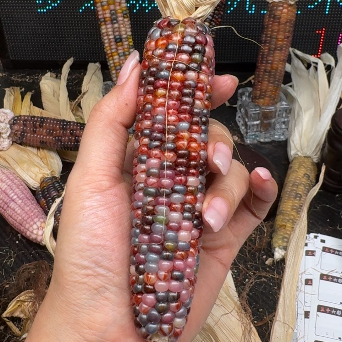 柏香籽/百香籽吊坠是**呀