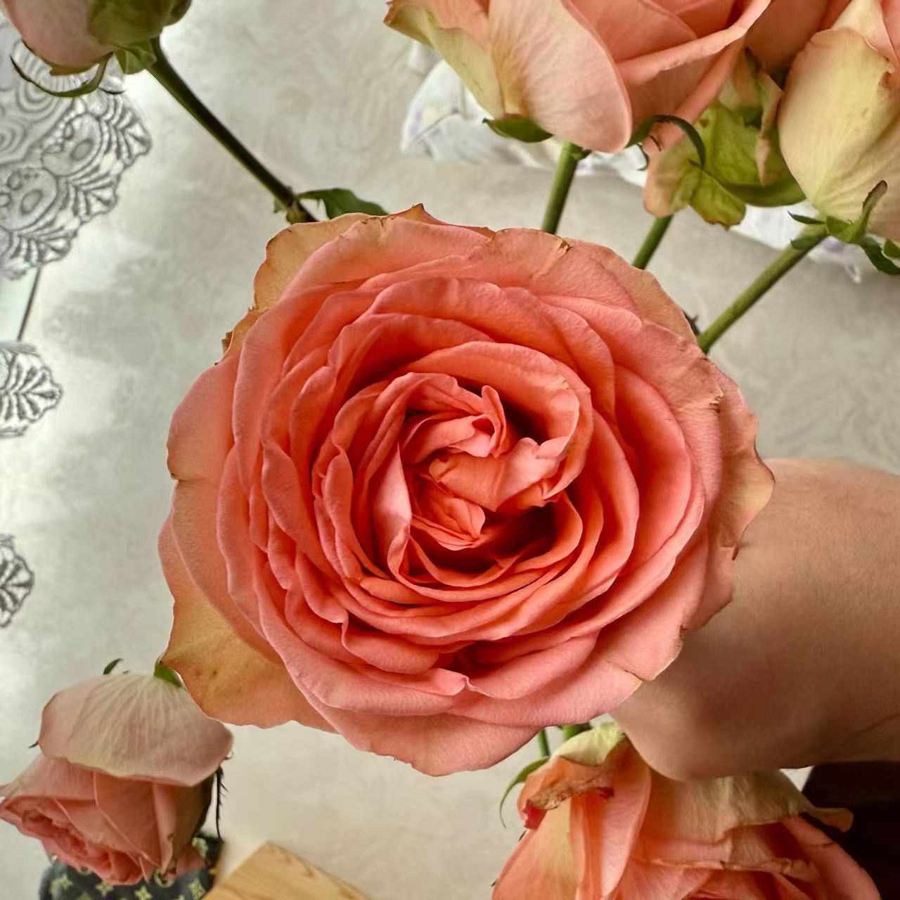 （绿光玫瑰）金标芬尼斯10支！三件顺丰空运20%不售后