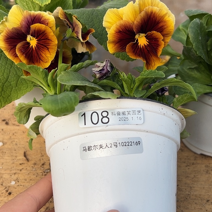 红陶抖音直播闪拍108