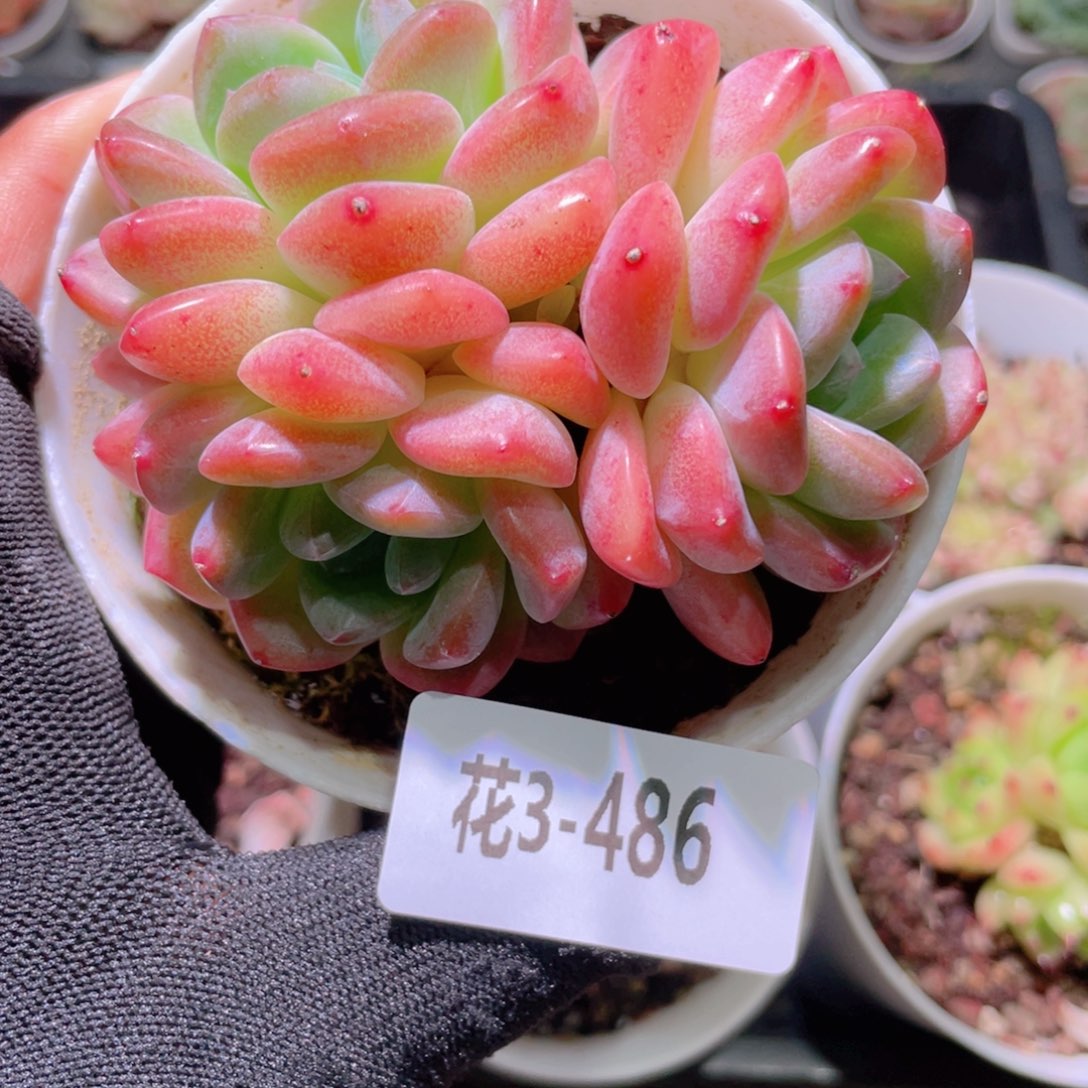 花利美3-486刚毅群