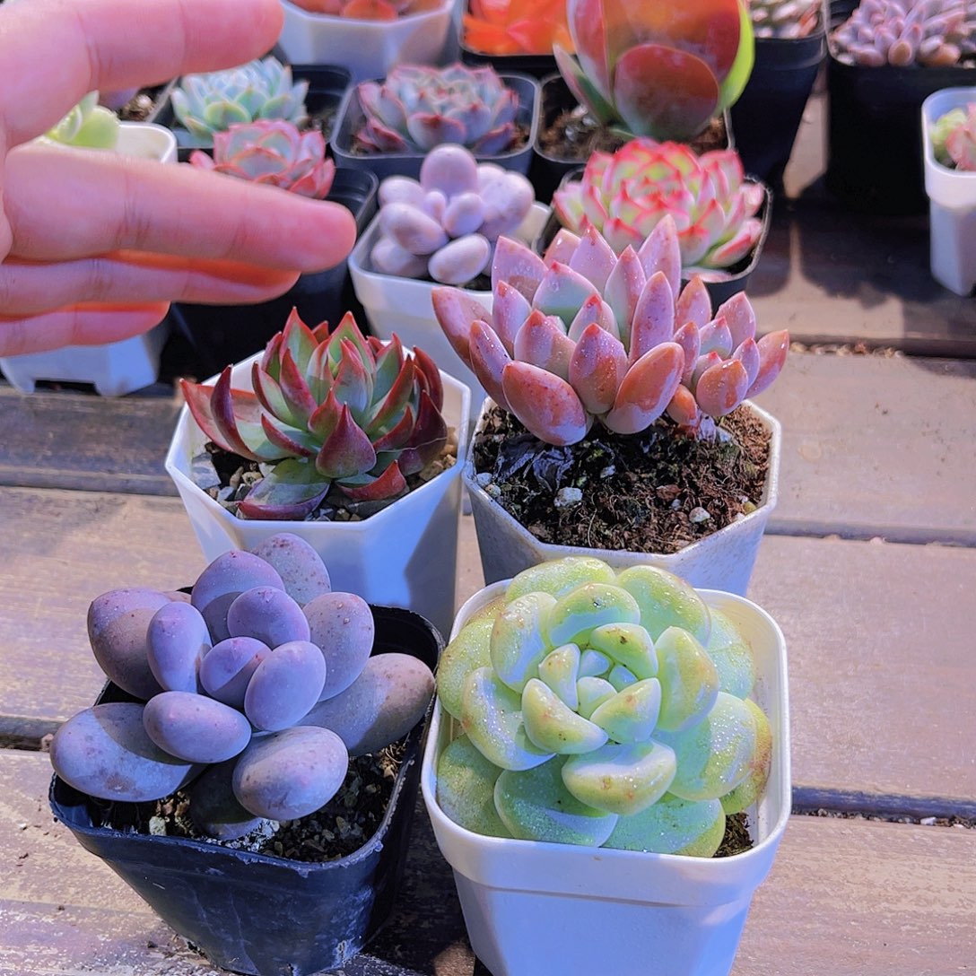 惊鸿。奥普。冰玉。桃美人