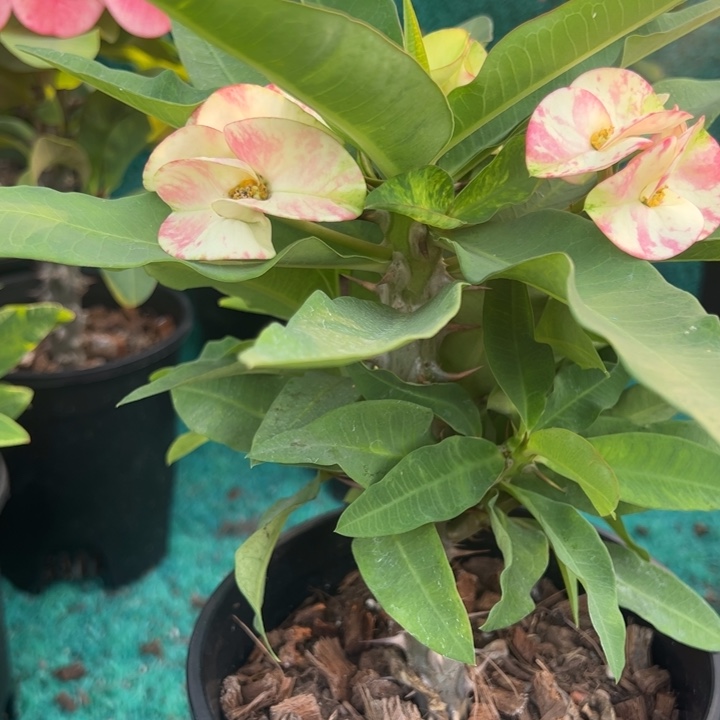 泰品扦插一物一拍