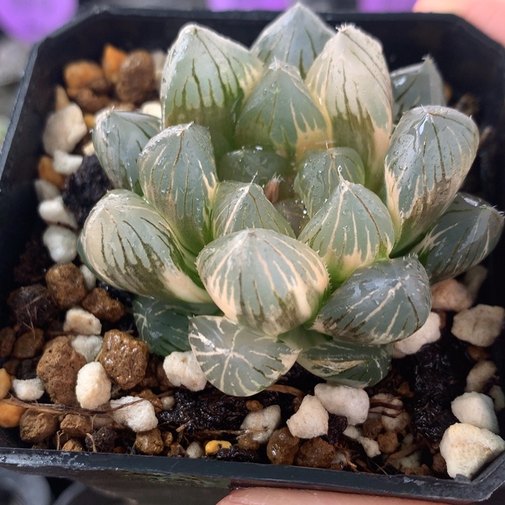 龙爪玉露锦一物一拍