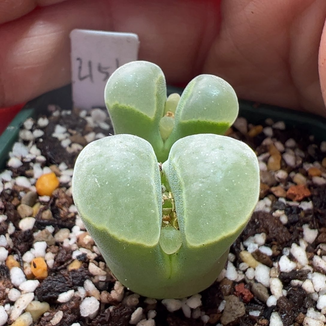 189。青蛙优选2151雪花窗双头大母本