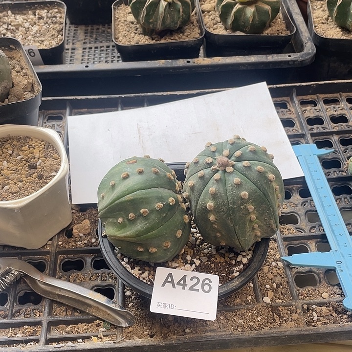 仙人球兜锦一个426号