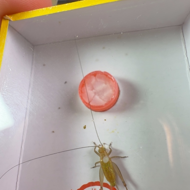 漂亮大黄龄一只合适