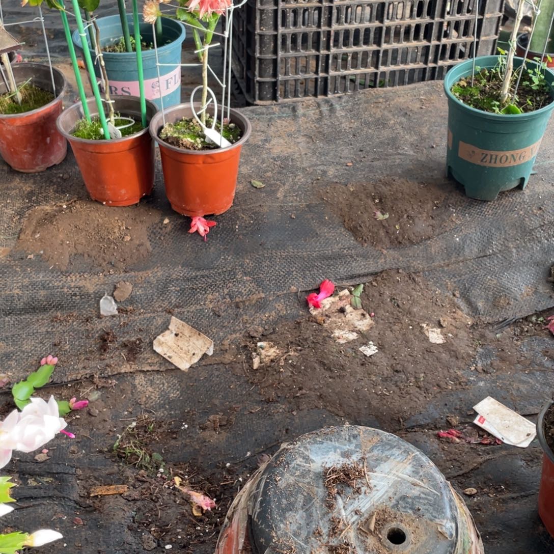 大量花朵（建议范围：8朵-15朵 或40%以上）两层多色