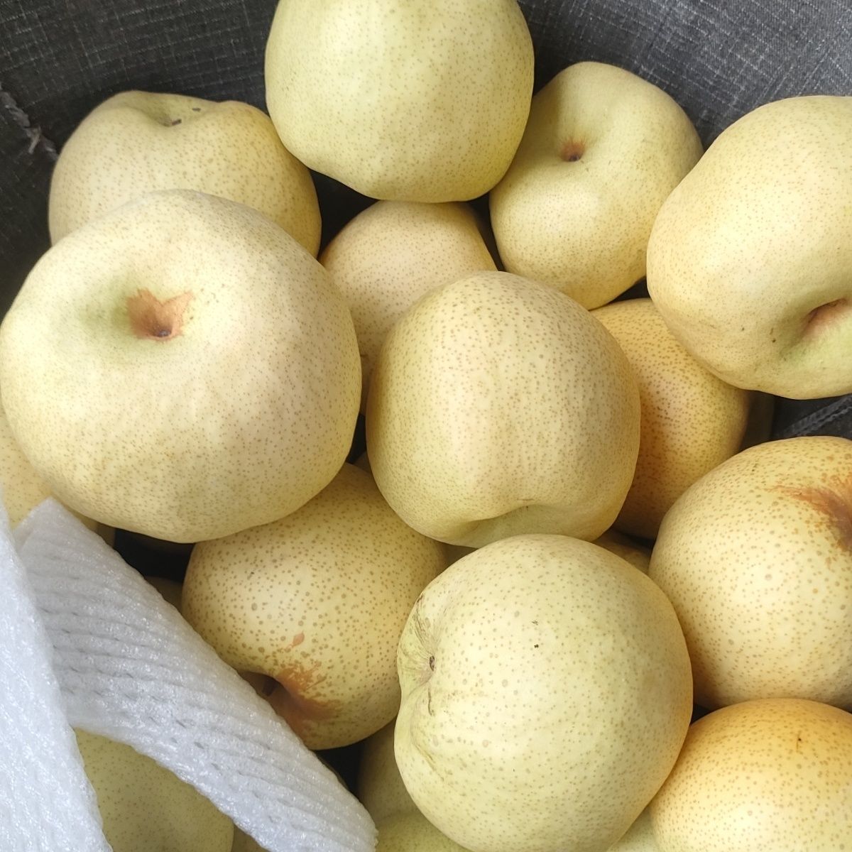 砀山酥梨带箱5斤装 净重4.5斤约9个装