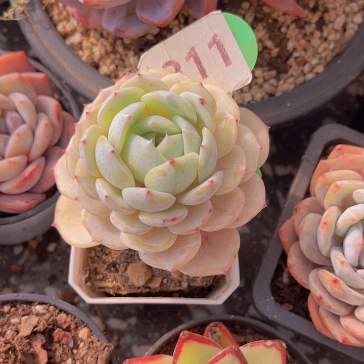 健健康康平平安安