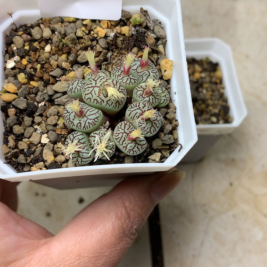 啊*K195多肉植物保护