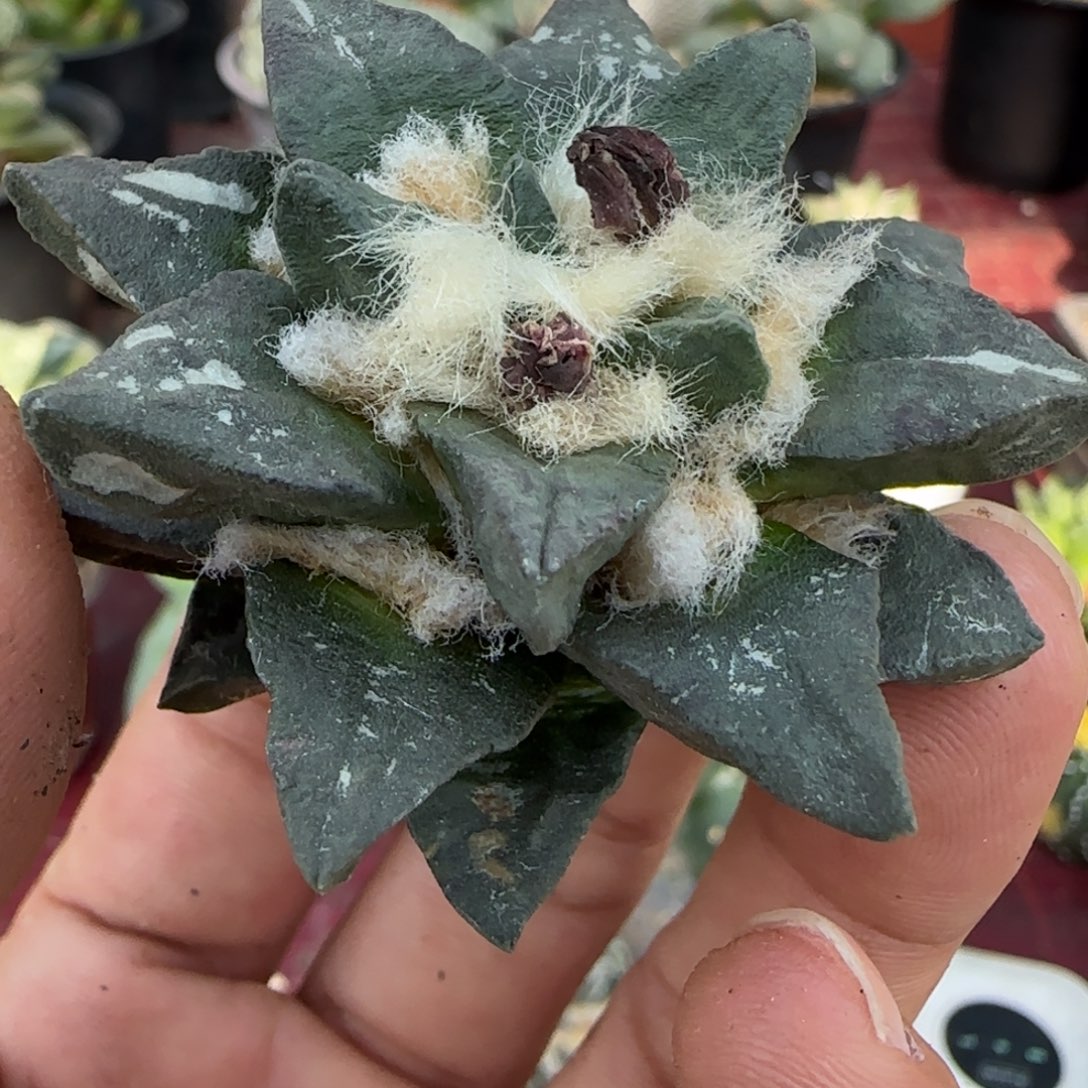 无花朵萝卜根精品龙角247