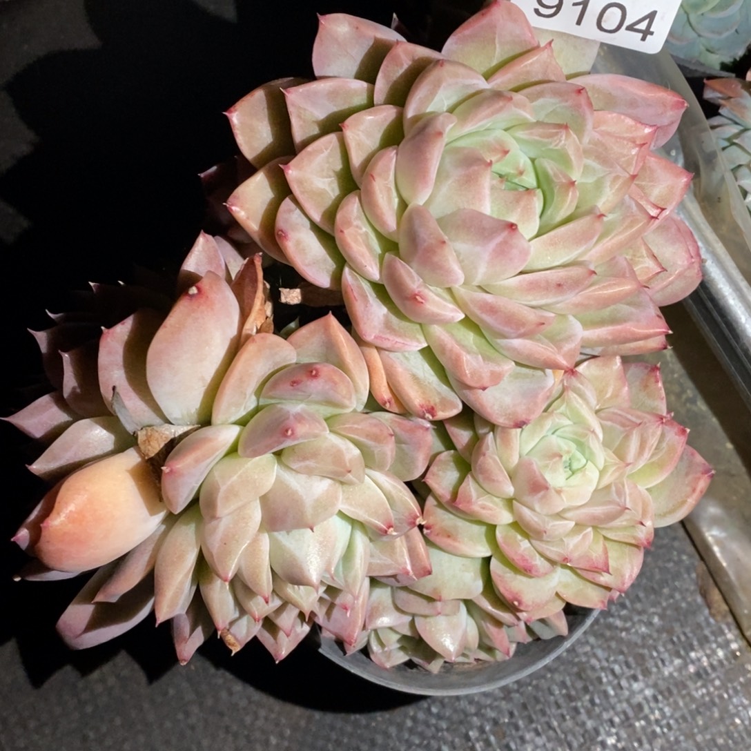 枫***谜不包掉头~9104~13厘米~散特