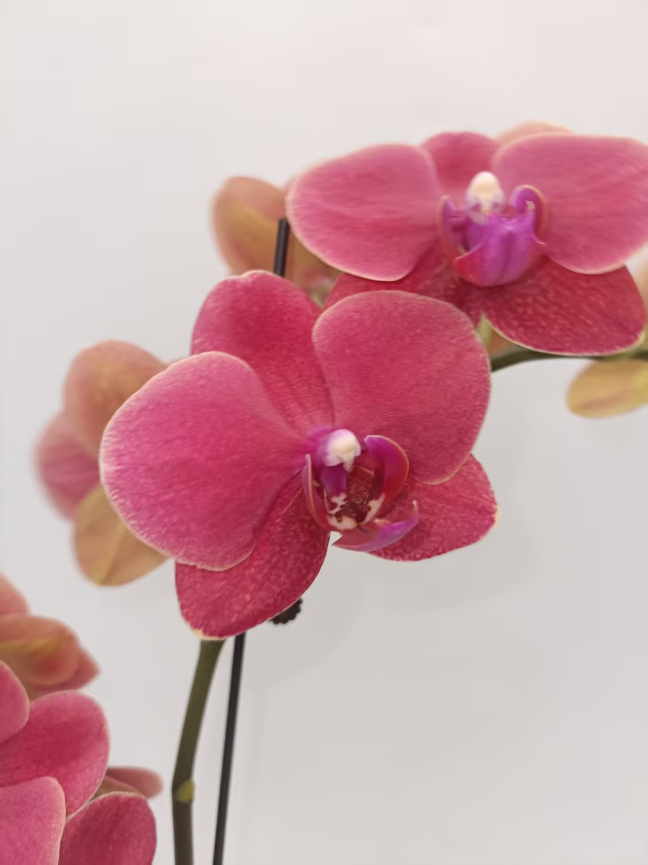 欢然花田培植蝴蝶兰（红金桔）单梗，全花无花苞