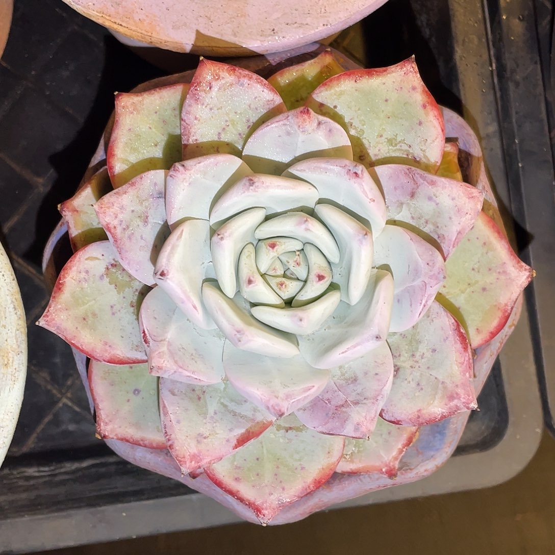 多肉植物一物一拍