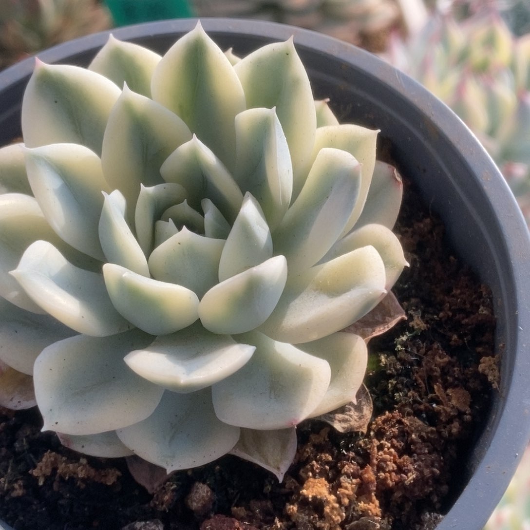 135月亮仙子锦锦锦锦锦锦