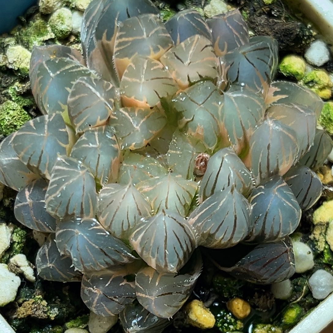 恭喜发财大吉大利0408