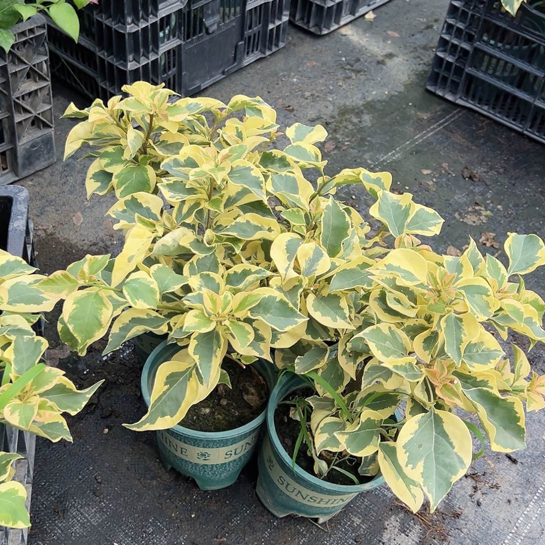 当前无花栽培后可以开花橙冰掌中宝一棵