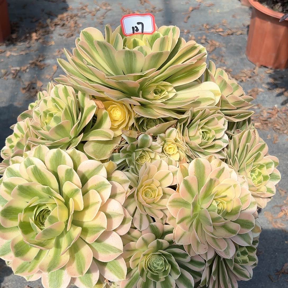 127迈巴赫多肉植物绿植