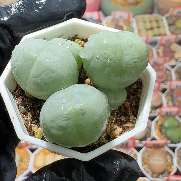 生石花33:：。紫折。  389号