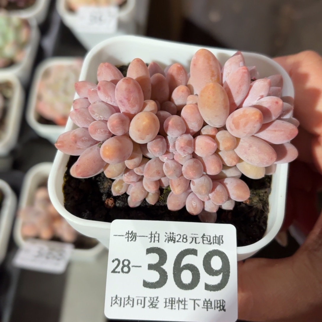 婴儿无盆土发货谢谢
