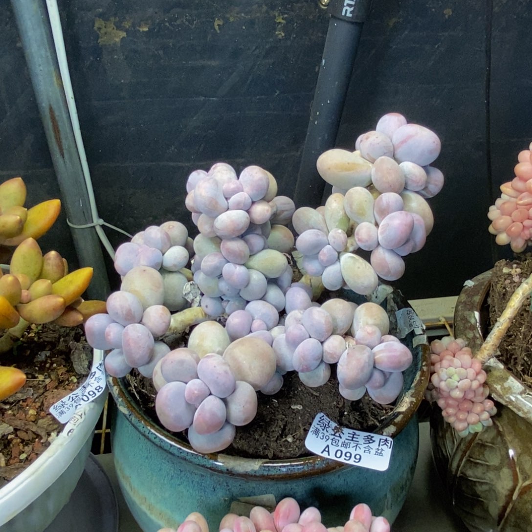 099芭比奶多肉15cm