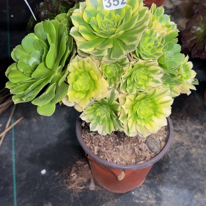 七彩琉璃 352多肉法师一物一拍