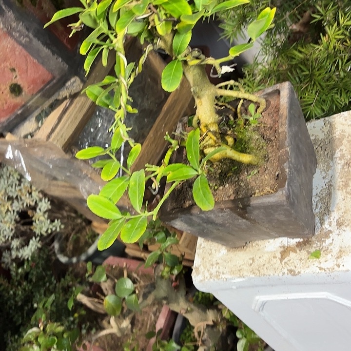 友***谊无花朵哈哈哈哈哈