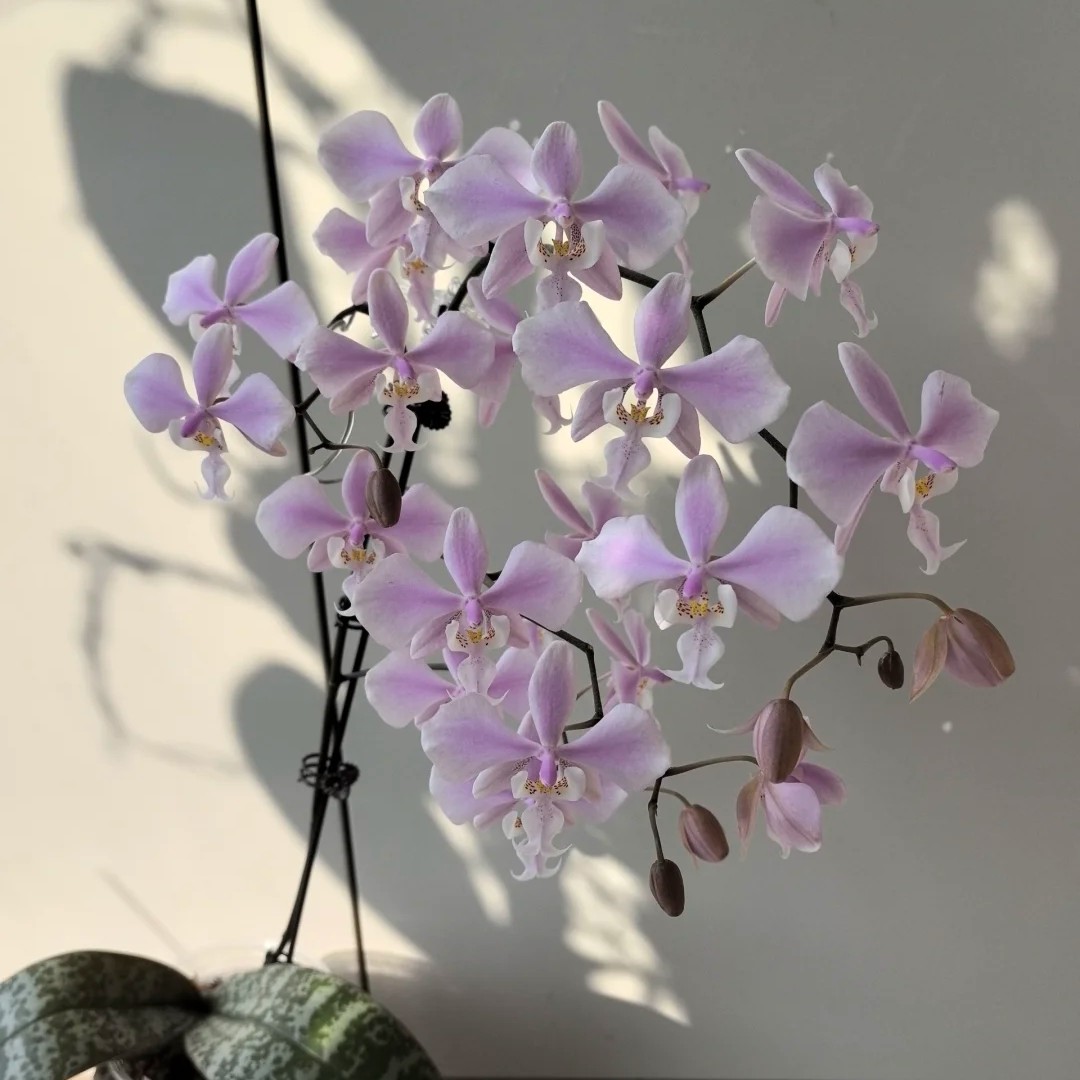 民都洛老产区西蕾丽 （苗）2.5寸