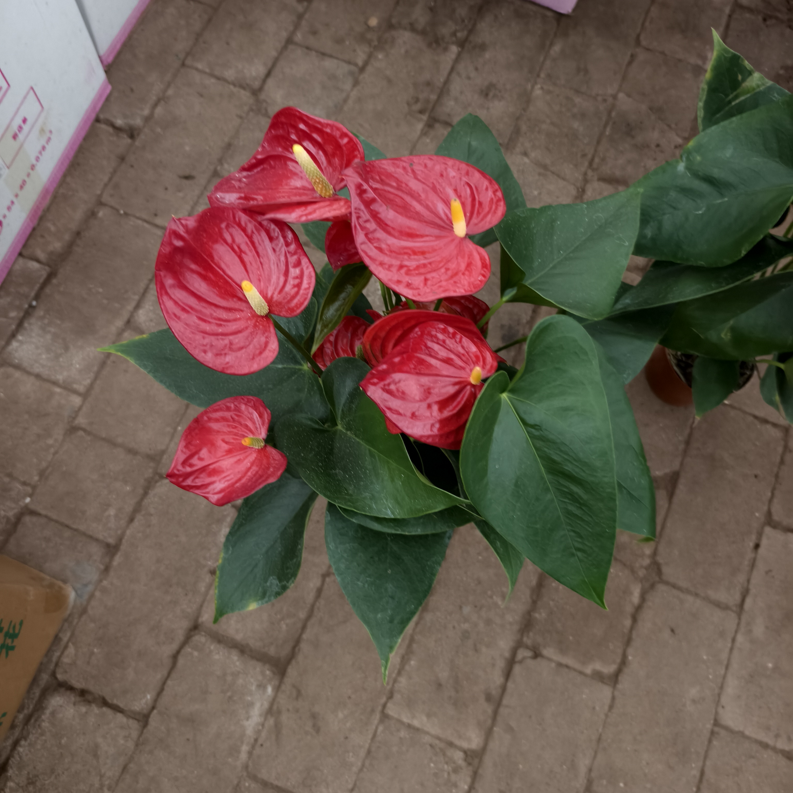 庆典红红掌盆栽高端大气