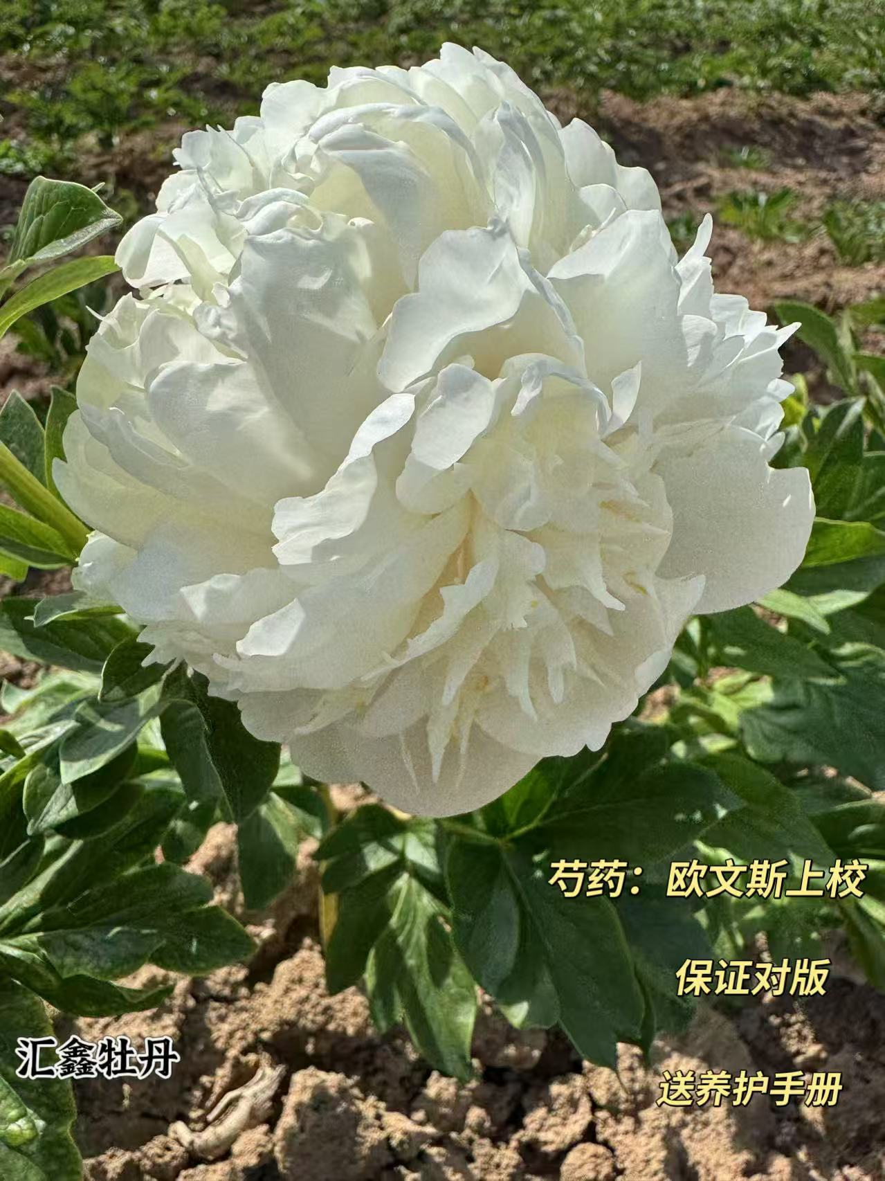 【欧文斯上校】粉白色山东菏泽基地直发适宜地栽盆栽庭院种植观赏