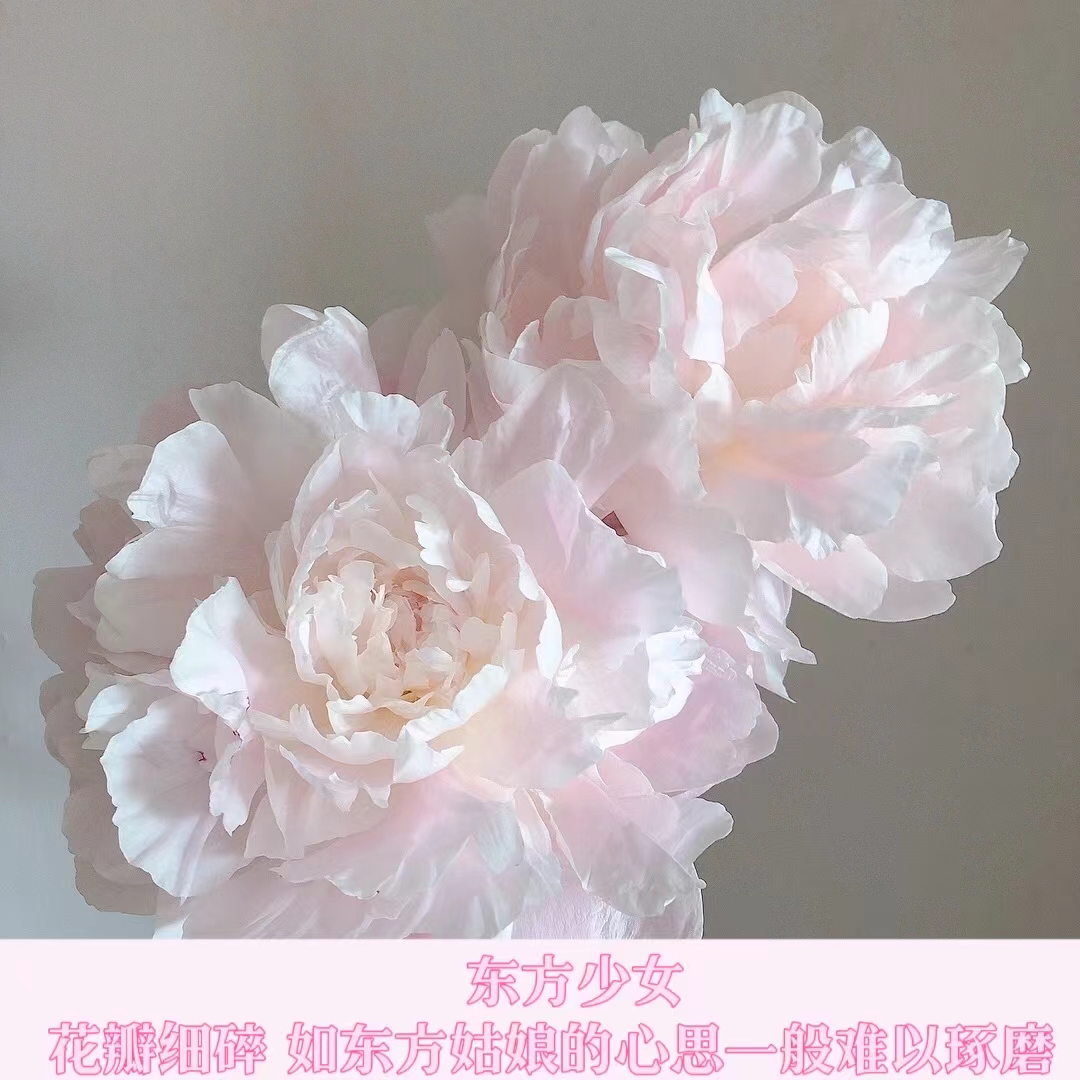 【东方少女】1到2芽边苗福利苗  新手福利