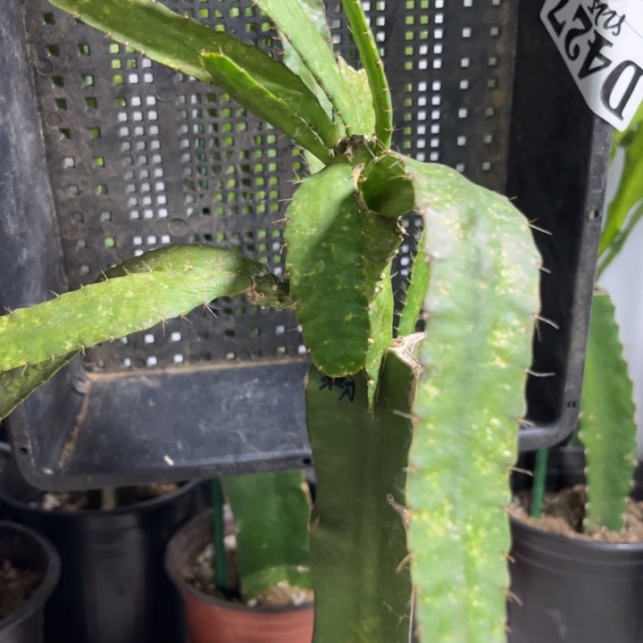 当前无花栽培后可以开花412