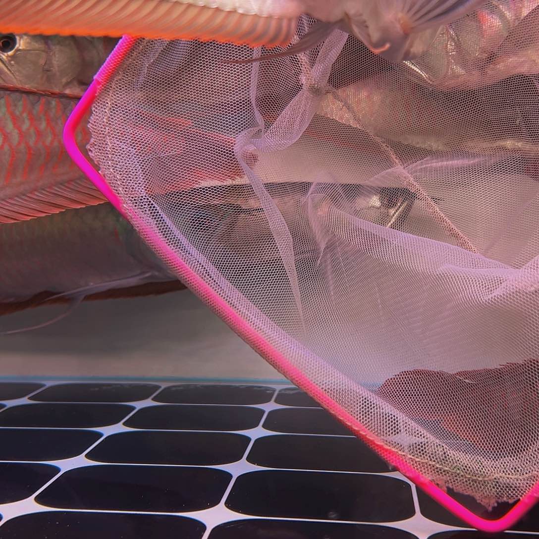 龙鱼未*来马来西亚七彩