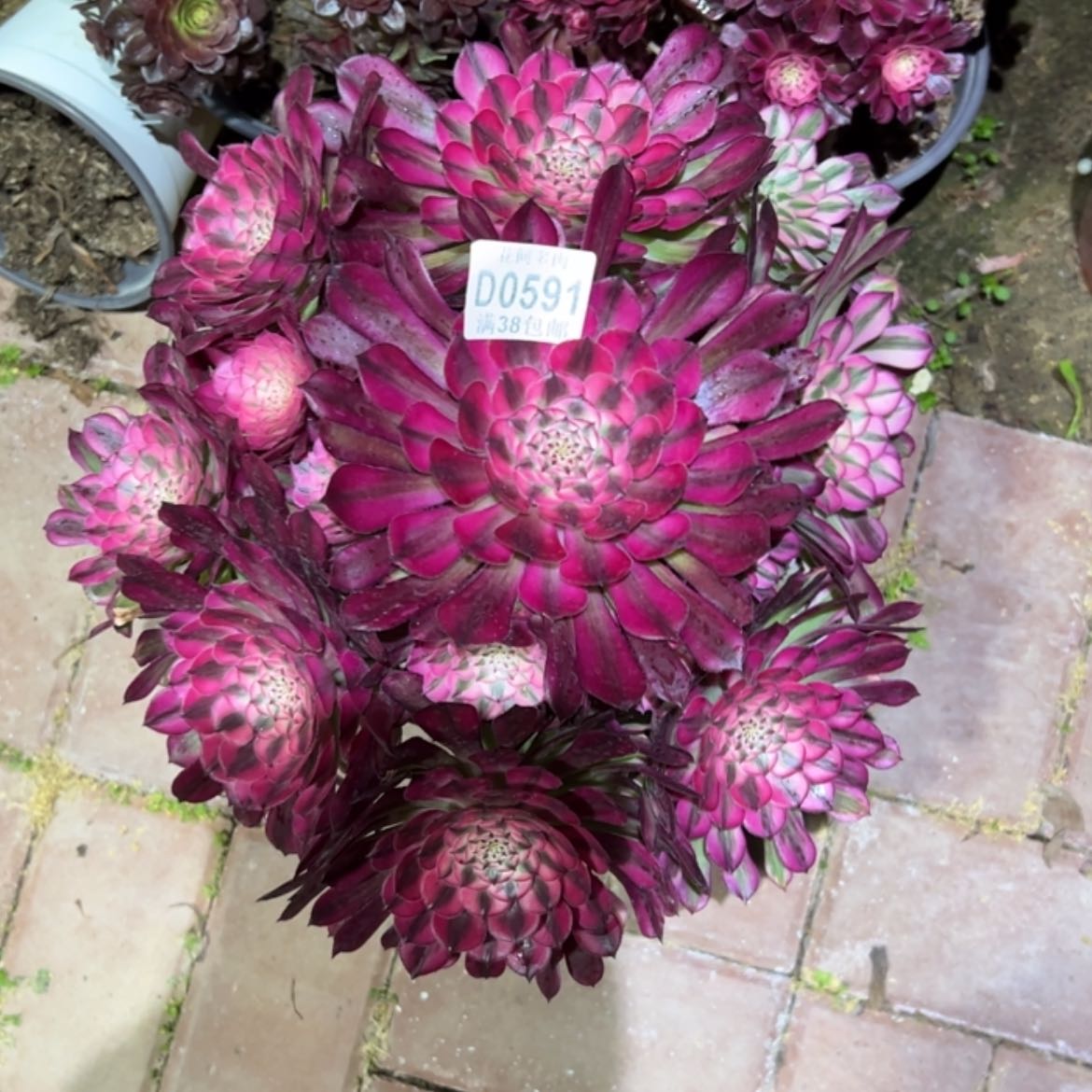 【闪购商品】591红铜白多肉