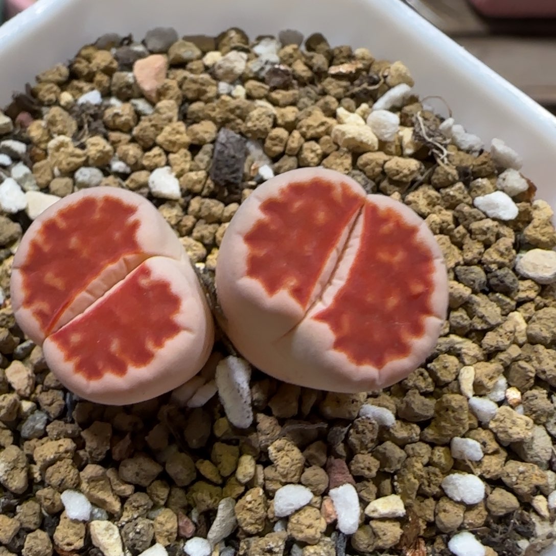 12.11。脱土发。朱唇。  2006