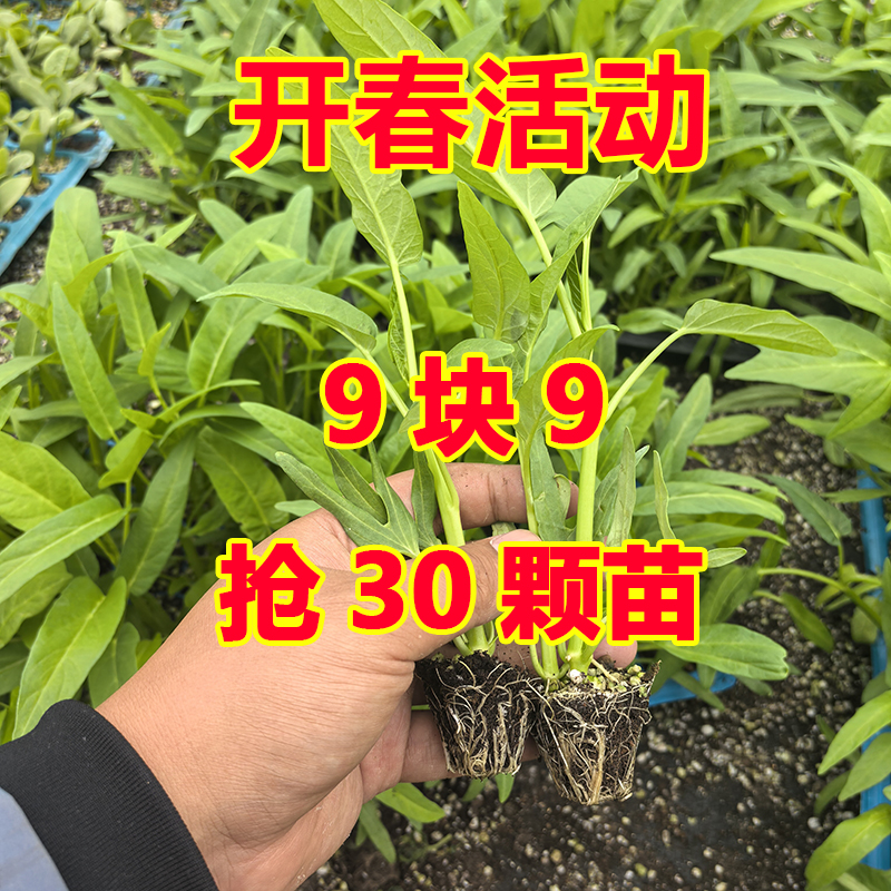 空心菜秧苗带根三叉空心菜苗大叶空心菜秧苗带土小叶空心菜带根苗