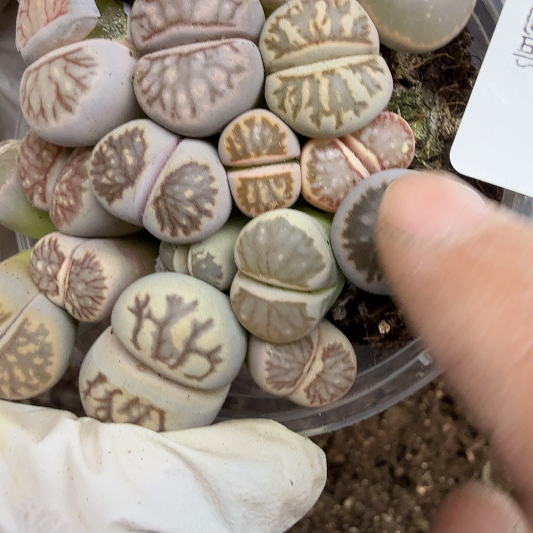 哈哈笑不了啊救命我351